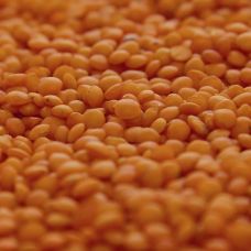 Linsen, rot, BIO, 1 kg
