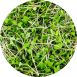 vollgepackt Microgreens Senf, ganz junge Blätter / Keimlinge, 75 g