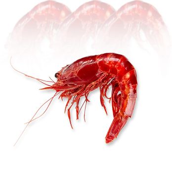 Tiefseegarnele Carabinieros, ganz, HOSO, TK, 400 g, ca.4 St