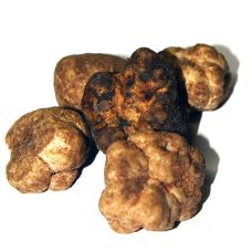 Bianchetti - tuber albidum, weiße Frühlingstrüffel Extra, Italien, per Gramm