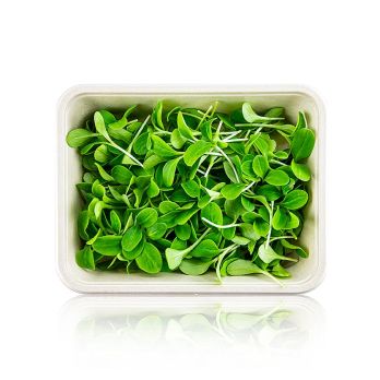 vollgepackt Microgreens Borretsch, ganz junge Blätter / Keimlinge, 50 g