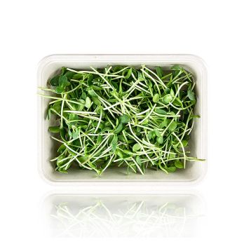 vollgepackt Microgreens Sonnenblume, ganz junge Blätter / Keimlinge, 100 g