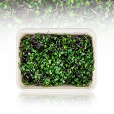 vollgepackt Microgreens Rotkohl, ganz junge Blätter / Keimlinge, 75 g