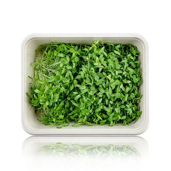 vollgepackt Microgreens Koriander, frisch, junge Blätter / Keimlinge, 50 g