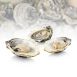 Frische Austern - Carlingford N3 (Crassostrea gigas) ca. 75g (N°3), 12 St