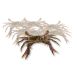 Soft Shell Mangroven Krabben, Prime, Paitoon, TK, 1 kg, 12 St