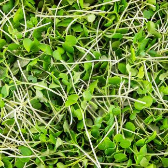 vollgepackt Microgreens Senf, ganz junge Blätter / Keimlinge, 75 g