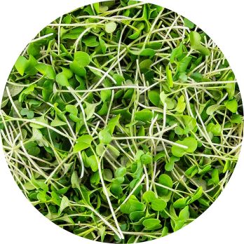vollgepackt Microgreens Senf, ganz junge Blätter / Keimlinge, 75 g