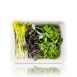 vollgepackt Microgreens MIX MiniColorBox, 3 Sorten ganz junge Blätter / Keimlinge, 90 g, 3 x 30g