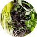 vollgepackt Microgreens MIX MiniColorBox, 3 Sorten ganz junge Blätter / Keimlinge, 90 g, 3 x 30g