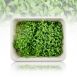 vollgepackt Microgreens Koriander, frisch, junge Blätter / Keimlinge, 50 g