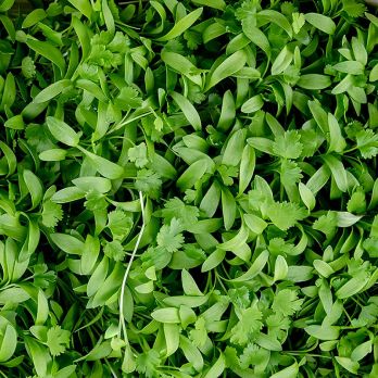 vollgepackt Microgreens Koriander, frisch, junge Blätter / Keimlinge, 50 g