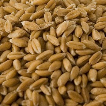 Dinkel, ganz, geschält, BIO, 1 kg