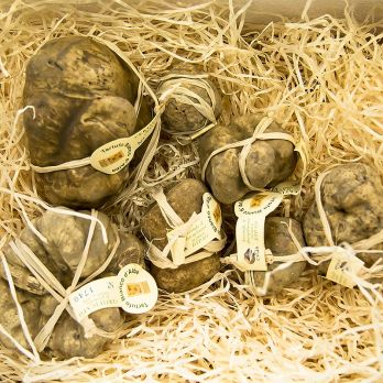 Weißer Trüffel - tuber magnatum pico, Alba Zertifikat, einzeln verpackt, per Gramm