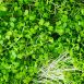 vollgepackt Microgreens Brokkoli, ganz junge Blätter / Keimlinge, 75 g