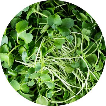 vollgepackt Microgreens Rettich, ganz junge Blätter / Keimlinge, 100 g