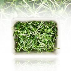 vollgepackt Microgreens Sonnenblume, ganz junge Blätter / Keimlinge, 100 g