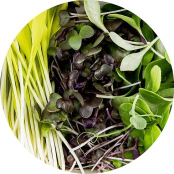 vollgepackt Microgreens MIX MiniColorBox, 3 Sorten ganz junge Blätter / Keimlinge, 90 g, 3 x 30g