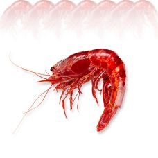 Tiefseegarnele Carabinieros, ganz, HOSO, TK, 800 g, ca.8 St