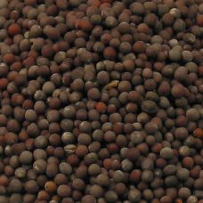 Senfsaat, dunkel, 100 g