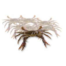 Soft Shell Mangroven Krabben, Prime, Paitoon, TK, 1 kg, 12 St