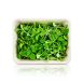 vollgepackt Microgreens Borretsch, ganz junge Blätter / Keimlinge, 50 g