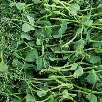 vollgepackt Microgreens Erbsen, ganz junge Blätter / Keimlinge, 100 g