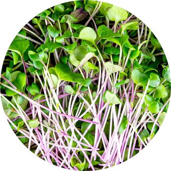 vollgepackt Microgreens Radieschen Grün, ganz junge Blätter / Keimlinge, 100 g