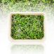 vollgepackt Microgreens Senf, ganz junge Blätter / Keimlinge, 75 g