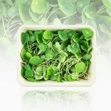 vollgepackt Microgreens KapuzinerGreens, hell, ganz junge Blätter / Keimlinge, 50 g