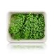 vollgepackt Microgreens Koriander, frisch, junge Blätter / Keimlinge, 50 g