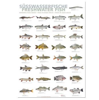 Port Culinaire - Küchenposter Süßwasserfische (59,4 x 84cm), 1 St