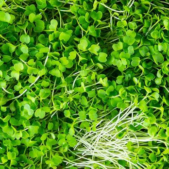 vollgepackt Microgreens Brokkoli, ganz junge Blätter / Keimlinge, 75 g