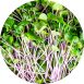 vollgepackt Microgreens Radieschen Grün, ganz junge Blätter / Keimlinge, 100 g