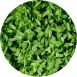 vollgepackt Microgreens Koriander, frisch, junge Blätter / Keimlinge, 50 g