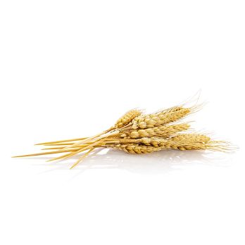 Einweg Weizenähren Spiess (Naturprodukt), 20cm, 50 St