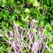 vollgepackt Microgreens Radieschen Grün, ganz junge Blätter / Keimlinge, 100 g
