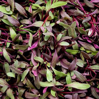 vollgepackt Microgreens Rote Beete, ganz junge Blätter / Keimlinge, 50 g