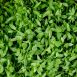 vollgepackt Microgreens Koriander, frisch, junge Blätter / Keimlinge, 50 g
