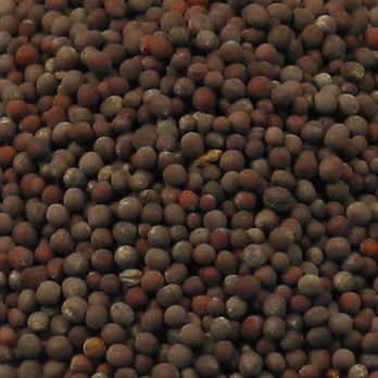 Senfsaat, dunkel, 100 g