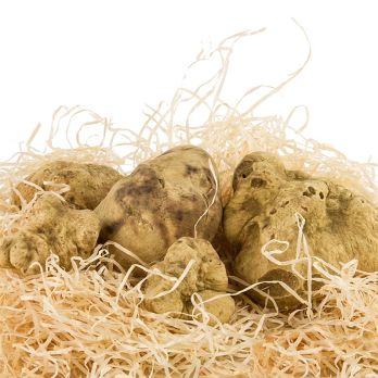 Weißer Trüffel - tuber magnatum pico, La bilancia - Tartufi di qualita, per Gramm
