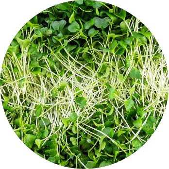 vollgepackt Microgreens Grünkohl, ganz junge Blätter / Keimlinge, 75 g