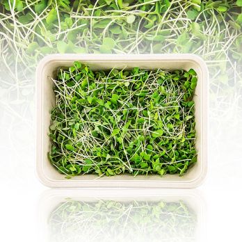 vollgepackt Microgreens Senf, ganz junge Blätter / Keimlinge, 75 g