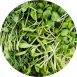 vollgepackt Microgreens MIX MiniGreenBox, 3 Sorten ganz junge Blätter / Keimlinge, 90 g, 3 x 30g