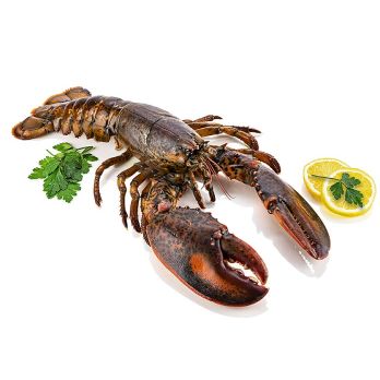 Kanadischer Hummer (HPL), ganz, mit Schale, Hafro, TK, 500 g
