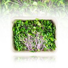 vollgepackt Microgreens Radieschen Grün, ganz junge Blätter / Keimlinge, 100 g