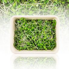 vollgepackt Microgreens Senf, ganz junge Blätter / Keimlinge, 75 g