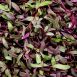 vollgepackt Microgreens Rote Beete, ganz junge Blätter / Keimlinge, 50 g