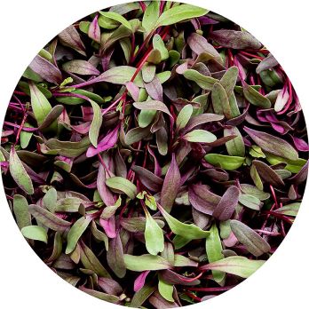 vollgepackt Microgreens Rote Beete, ganz junge Blätter / Keimlinge, 50 g