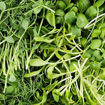 vollgepackt Microgreens MIX MiniGreenBox, 3 Sorten ganz junge Blätter / Keimlinge, 90 g, 3 x 30g